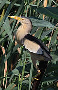 Little Bittern