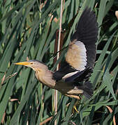 Little Bittern