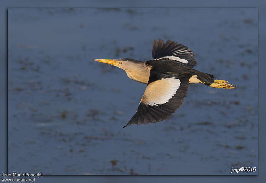 Little Bittern male adult, Flight