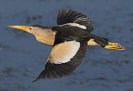 Little Bittern