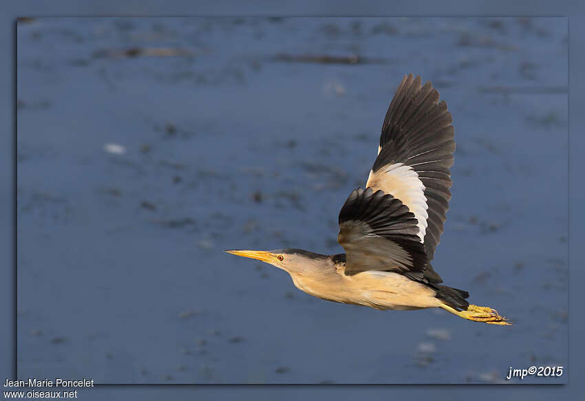 Little Bittern male adult, Flight