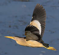 Little Bittern