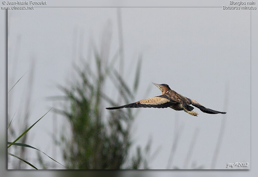 Little Bittern