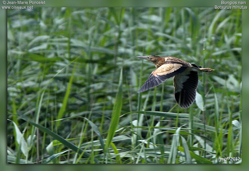 Little Bittern