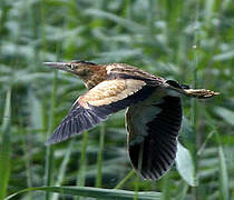 Little Bittern