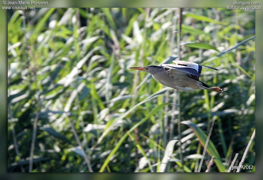 Little Bittern