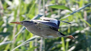 Little Bittern