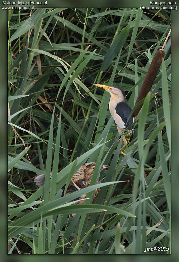 Little Bittern