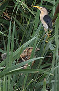 Little Bittern