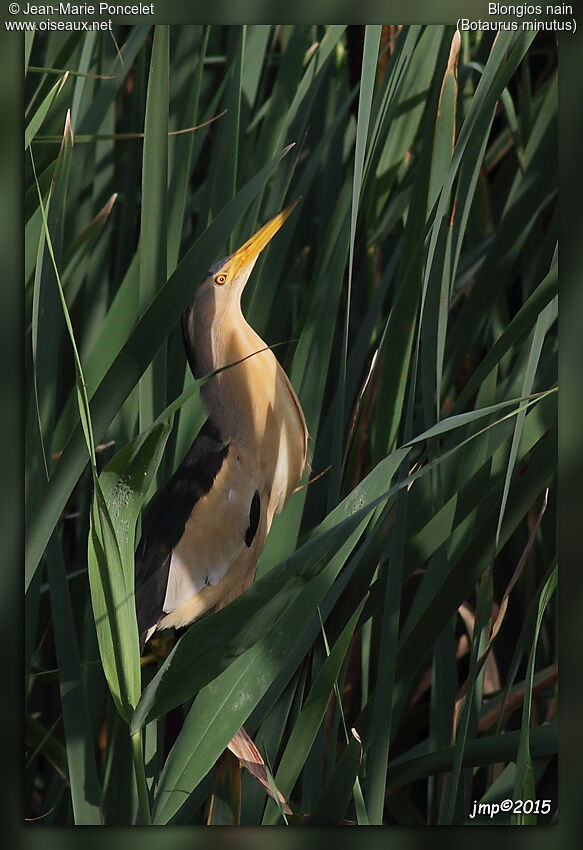 Little Bittern