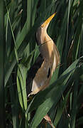 Little Bittern