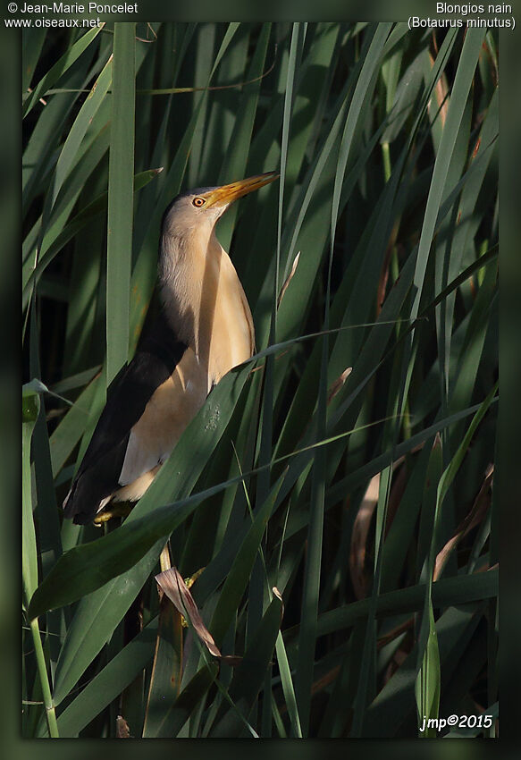 Little Bittern