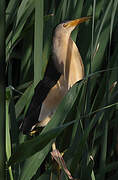 Little Bittern