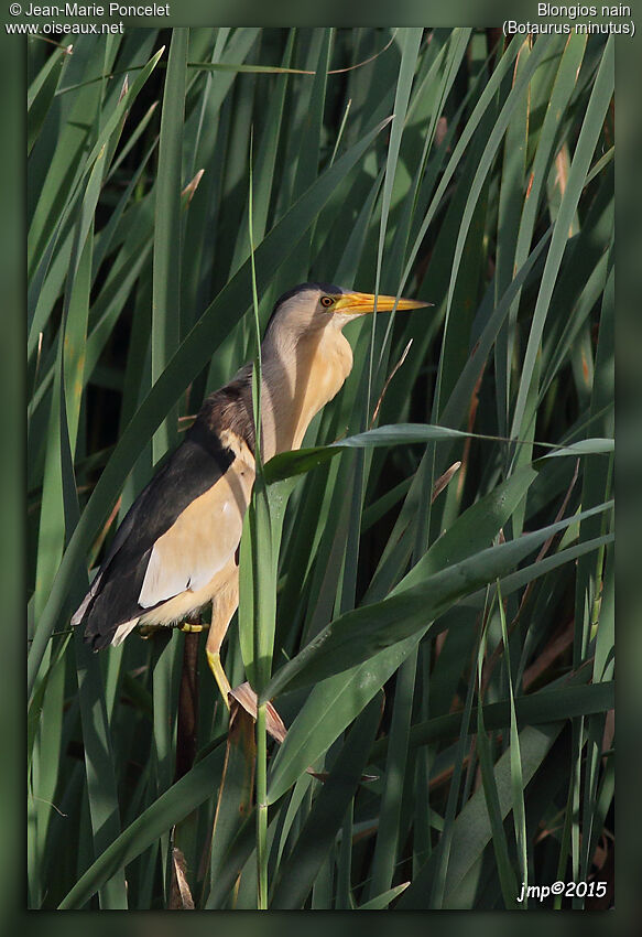 Little Bittern