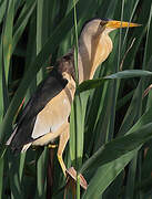 Little Bittern