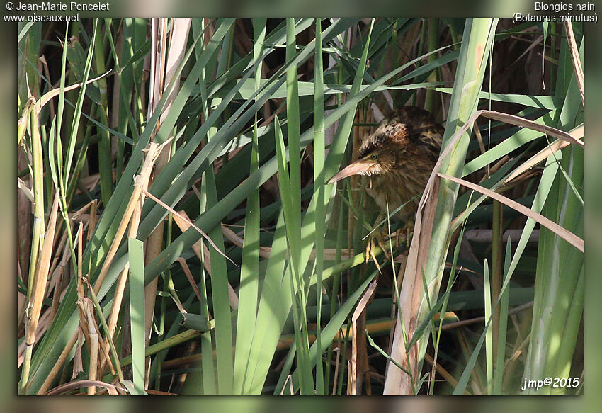 Little Bittern