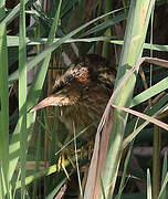 Little Bittern