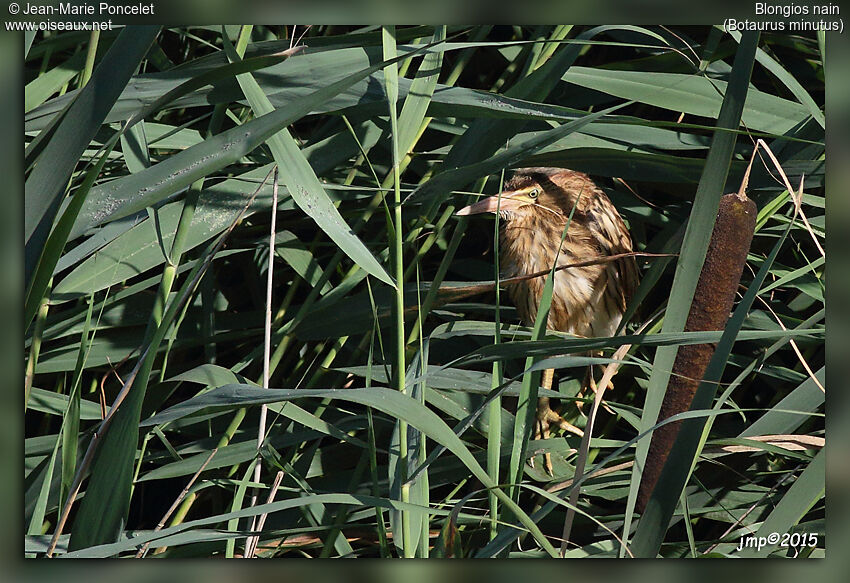 Little Bittern