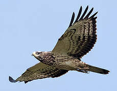 European Honey Buzzard