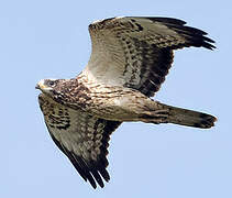 European Honey Buzzard