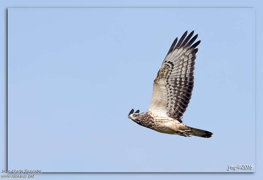 European Honey Buzzardjuvenile, Flight