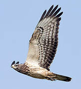 European Honey Buzzard