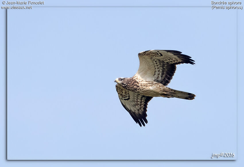 European Honey Buzzard