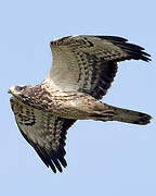 European Honey Buzzard