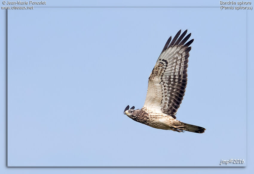 European Honey Buzzard