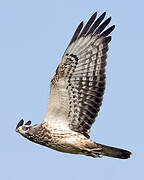 European Honey Buzzard