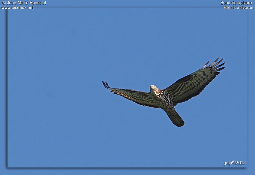 European Honey Buzzard