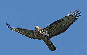 European Honey Buzzard