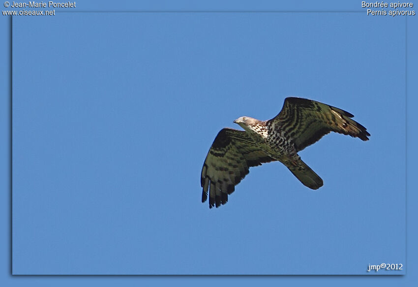 European Honey Buzzard