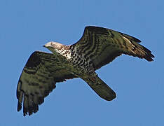 European Honey Buzzard