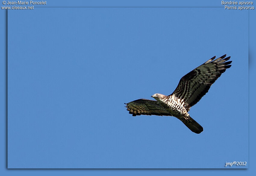 European Honey Buzzard