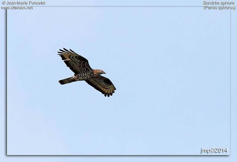 European Honey Buzzard