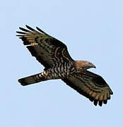 European Honey Buzzard