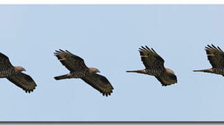 European Honey Buzzard