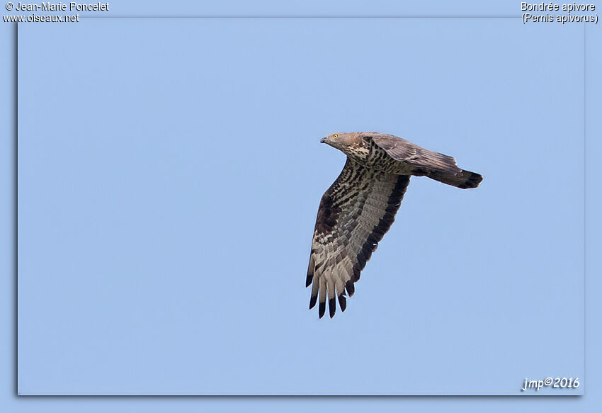 European Honey Buzzard