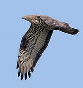 European Honey Buzzard