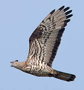 European Honey Buzzard