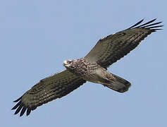 European Honey Buzzard