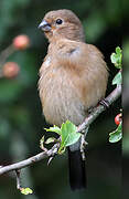 Eurasian Bullfinch