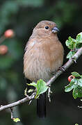 Eurasian Bullfinch