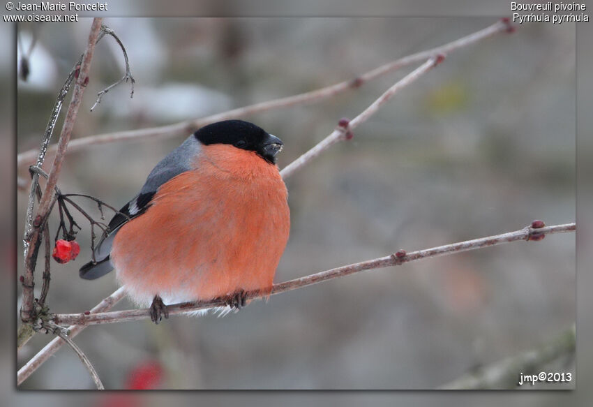 Eurasian Bullfinch