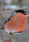 Eurasian Bullfinch