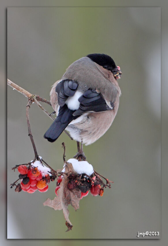 Eurasian Bullfinch female