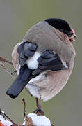 Eurasian Bullfinch