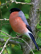 Eurasian Bullfinch