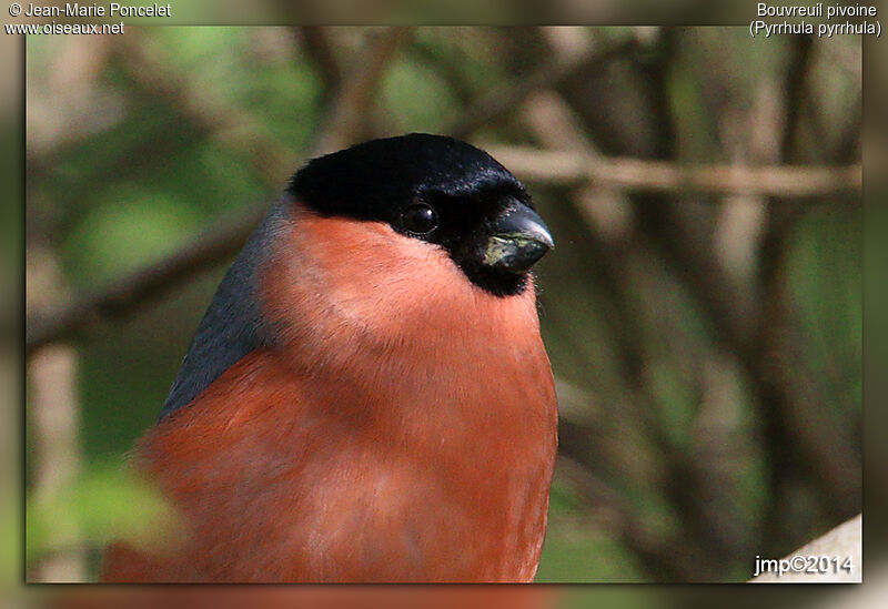 Eurasian Bullfinch male adult